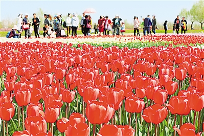     紅色——銀川花博園里盛開(kāi)的郁金香紅似火焰。寧夏把良好生態(tài)環(huán)境作為最普惠的民生福祉，還百姓綠水青山，不斷滿足人民日益增長(zhǎng)的優(yōu)美生態(tài)環(huán)境需要。                 本報(bào)記者 馬楠 攝